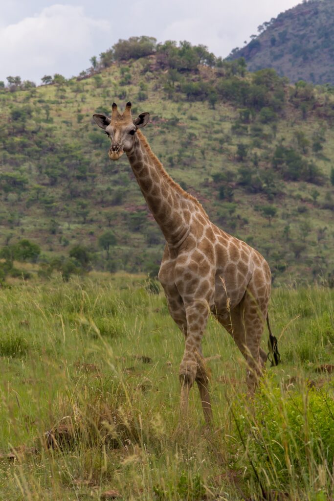 Een Kaapse giraffe loopt van voren gezien door hoog groen gras, met lichtbruine vlekken met grillige randen en een beboste kraterheuvel erachter