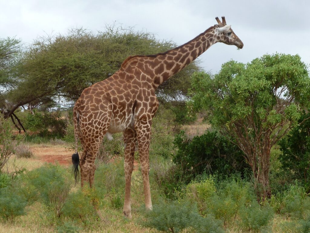 Een masaigiraffe met grillige vlekken staat in profiel tussen groene struiken en een acacia, met links een rode zandweg
