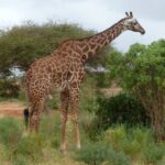 Een masaigiraffe met grillige vlekken staat in profiel tussen groene struiken en een acacia, met links een rode zandweg
