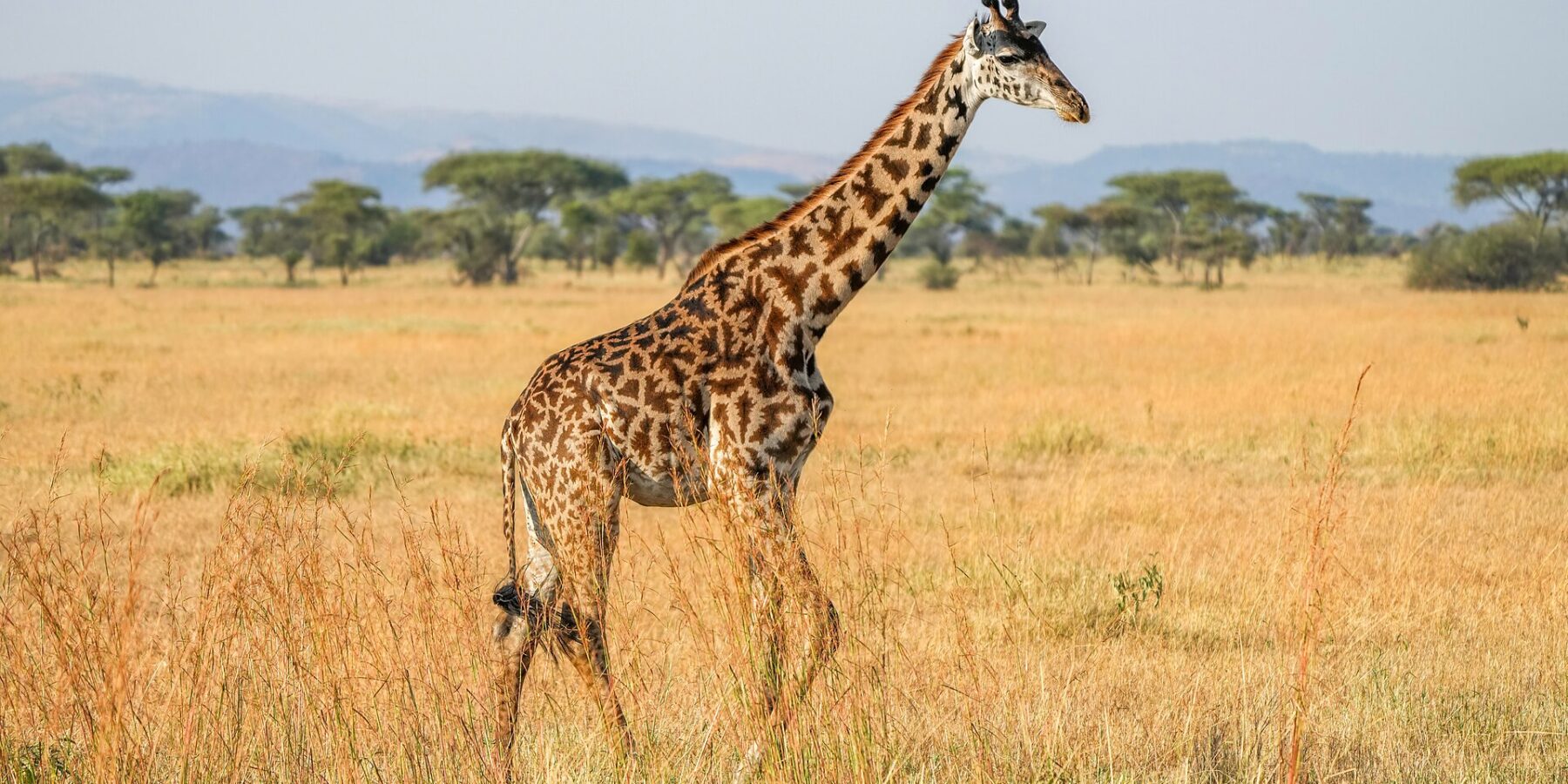 Een Masaigiraffe loopt van opzij door het hoge gele gras, met donkere vlekken als uitgesneden bladeren, schermacacia's en blauwe heuvels erachter
