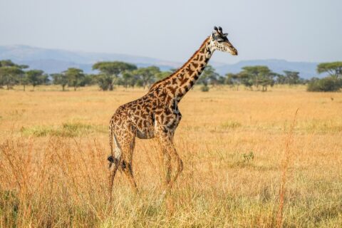 Een Masaigiraffe loopt van opzij door het hoge gele gras, met donkere vlekken als uitgesneden bladeren, schermacacia's en blauwe heuvels erachter