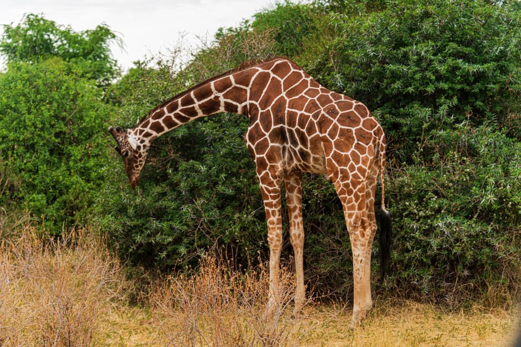 Een netgiraffe buigt haar lange nek omlaag om van een groene struik te eten, met de roodbruine netvormige vacht goed zichtbaar