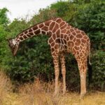 Een netgiraffe buigt haar lange nek omlaag om van een groene struik te eten, met de roodbruine netvormige vacht goed zichtbaar