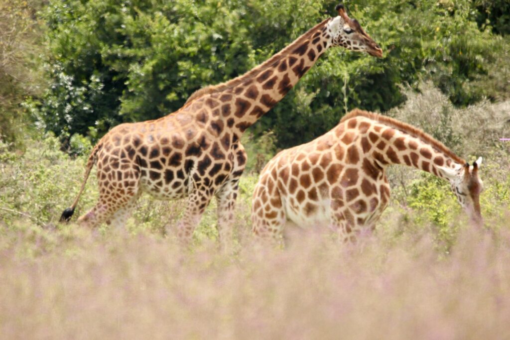 Twee rothschildgiraffen met witte poten onder de knie lopen door hoog, rozig gras voor groene struiken