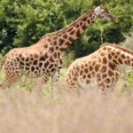 Twee rothschildgiraffen met witte poten onder de knie lopen door hoog, rozig gras voor groene struiken