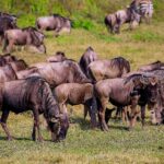 Een kudde gnoes graast in het groene gras, met twee zebra's erachter en een heilige ibis op de voorgrond