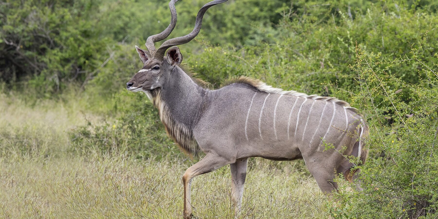 Een mannelijke grote koedoe loopt van opzij door het hoge gras, met grote spiraalhoorns, een grijze vacht met witte strepen, een witte chevron tussen de ogen en een baard onder de hals