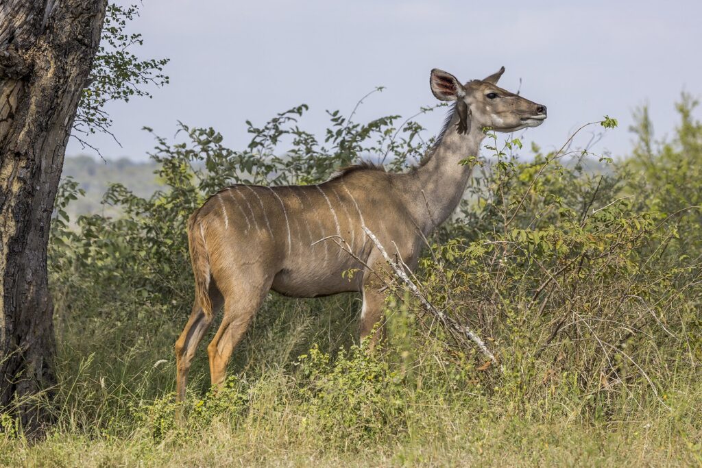Een vrouwtje van de grote koedoe zonder hoorns, met een geelbruine vacht met witte strepen en grote oren, een ossenpikker aan haar hals, staat voor struiken