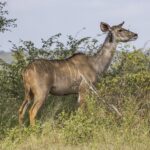 Een vrouwtje van de grote koedoe zonder hoorns, met een geelbruine vacht met witte strepen en grote oren, een ossenpikker aan haar hals, staat voor struiken