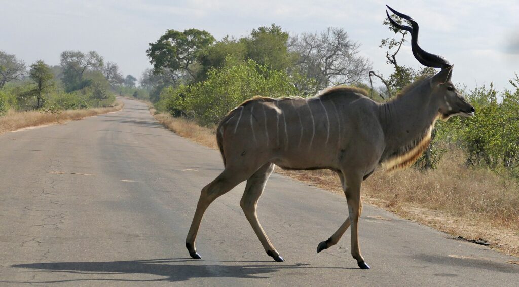 Een mannelijke grote koedoe steekt stapvoets een asfaltweg over, de spiraalhoorns omhoog, de grijze flank met witte strepen, droog gras en bush aan beide kanten