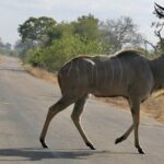 Een mannelijke grote koedoe steekt stapvoets een asfaltweg over, de spiraalhoorns omhoog, de grijze flank met witte strepen, droog gras en bush aan beide kanten