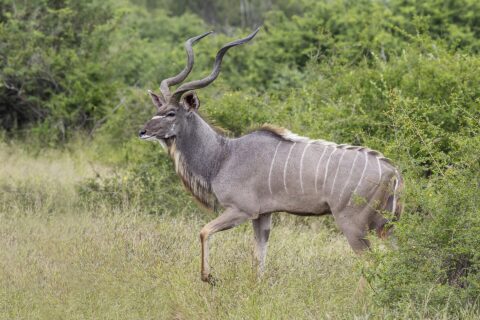 Een mannelijke grote koedoe loopt van opzij door het hoge gras, met grote spiraalhoorns, een grijze vacht met witte strepen, een witte chevron tussen de ogen en een baard onder de hals