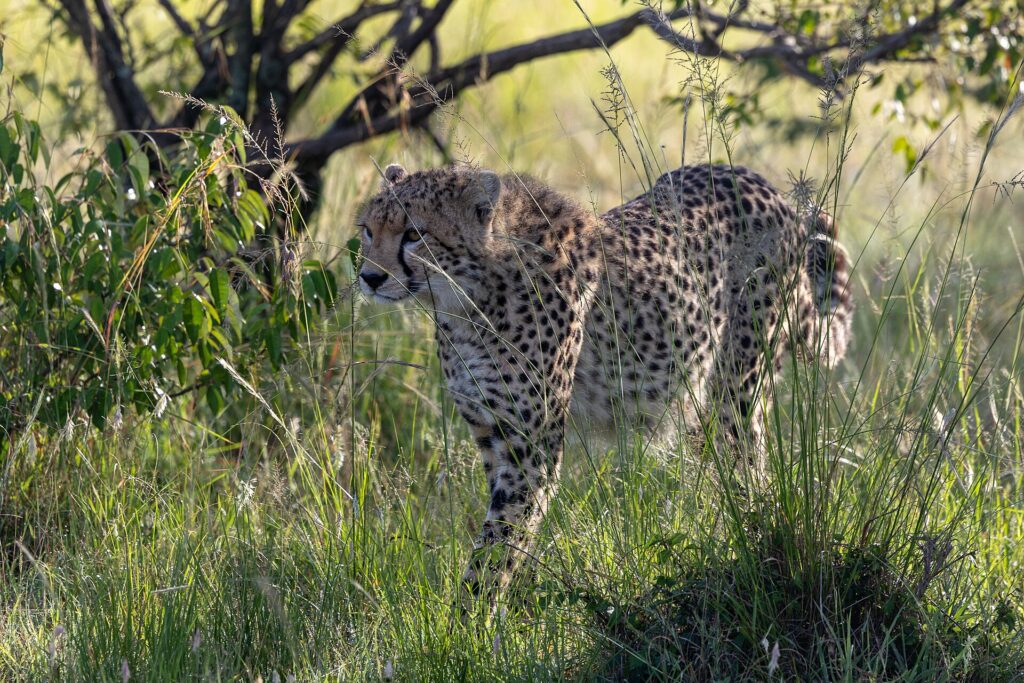 Een cheeta loopt door hoog groen gras onder een struik, met de kop naar links gedraaid, in tegenlicht