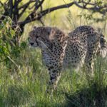 Een cheeta loopt door hoog groen gras onder een struik, met de kop naar links gedraaid, in tegenlicht