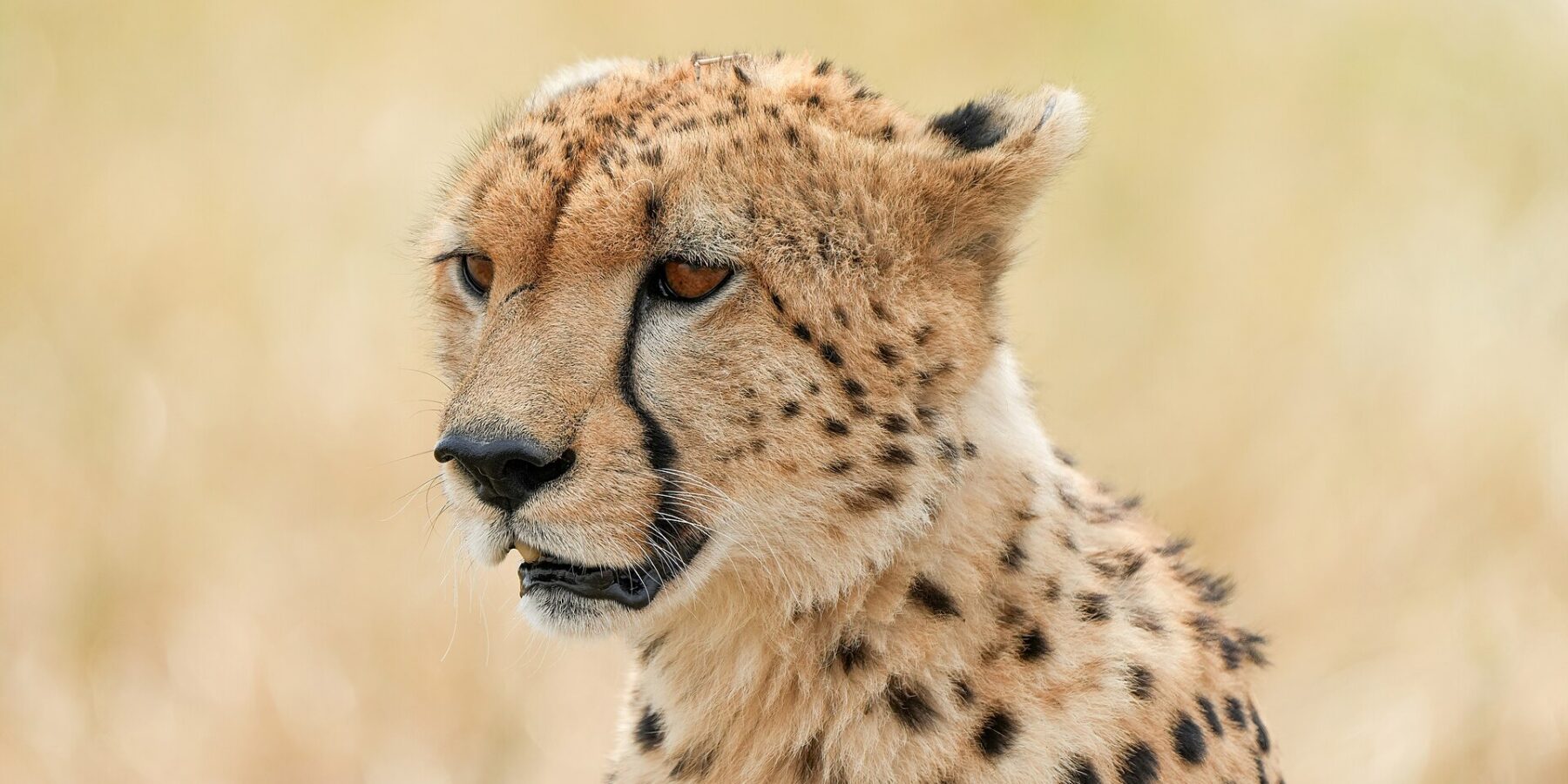 Portret van een cheeta van schuin voren, met de zwarte traanstrepen van de ooghoek naar de snuit goed zichtbaar, voor een wazige achtergrond van droog gras