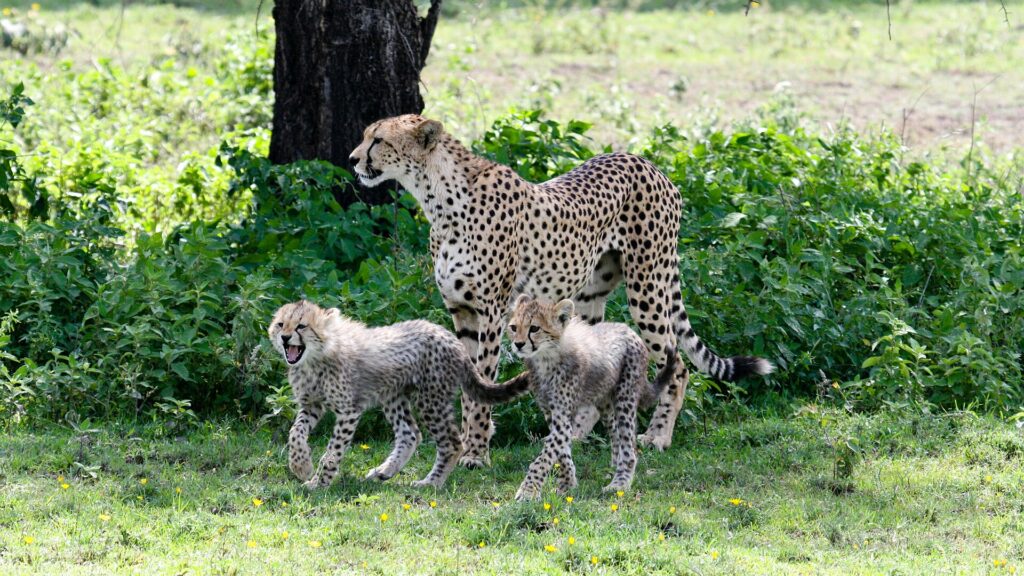 Een cheetavrouwtje staat voor een boomstam, met twee jongen met een grijze, ruige vacht aan haar voeten in het groene gras vol bloemen