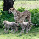 Een cheetavrouwtje staat voor een boomstam, met twee jongen met een grijze, ruige vacht aan haar voeten in het groene gras vol bloemen