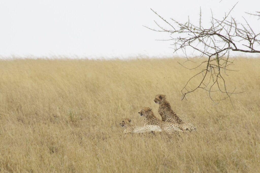 Drie cheeta's liggen in het hoge gele gras, twee met de kop naar links geheven, een acaciatak boven hen