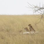 Drie cheeta's liggen in het hoge gele gras, twee met de kop naar links geheven, een acaciatak boven hen