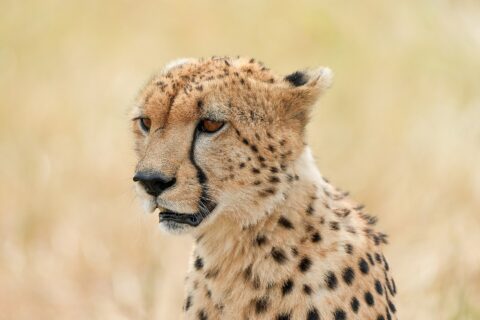 Portret van een cheeta van schuin voren, met de zwarte traanstrepen van de ooghoek naar de snuit goed zichtbaar, voor een wazige achtergrond van droog gras