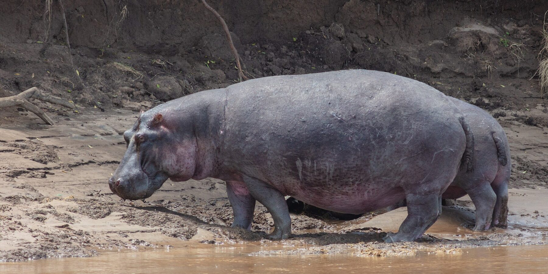 Een nijlpaard loopt van opzij over de modderige oever langs het bruine water, voor een wal van zwarte aarde met hangende wortels