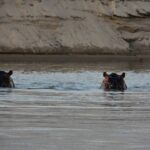 Twee nijlpaarden steken alleen hun ogen en oren boven het water van de Rufiji uit, met een zandoever erachter