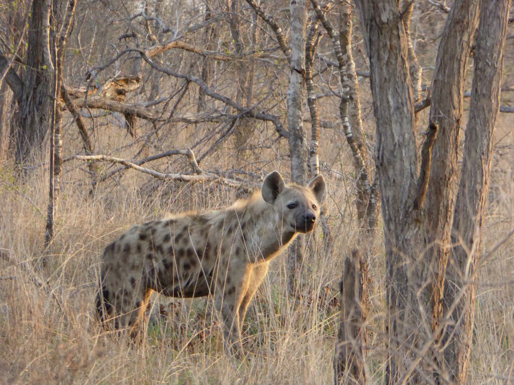 Een gevlekte hyena staat in droog gras tussen kale stammen, met de kop naar de lens gedraaid, in de grijze winterbush