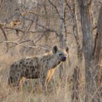 Een gevlekte hyena staat in droog gras tussen kale stammen, met de kop naar de lens gedraaid, in de grijze winterbush