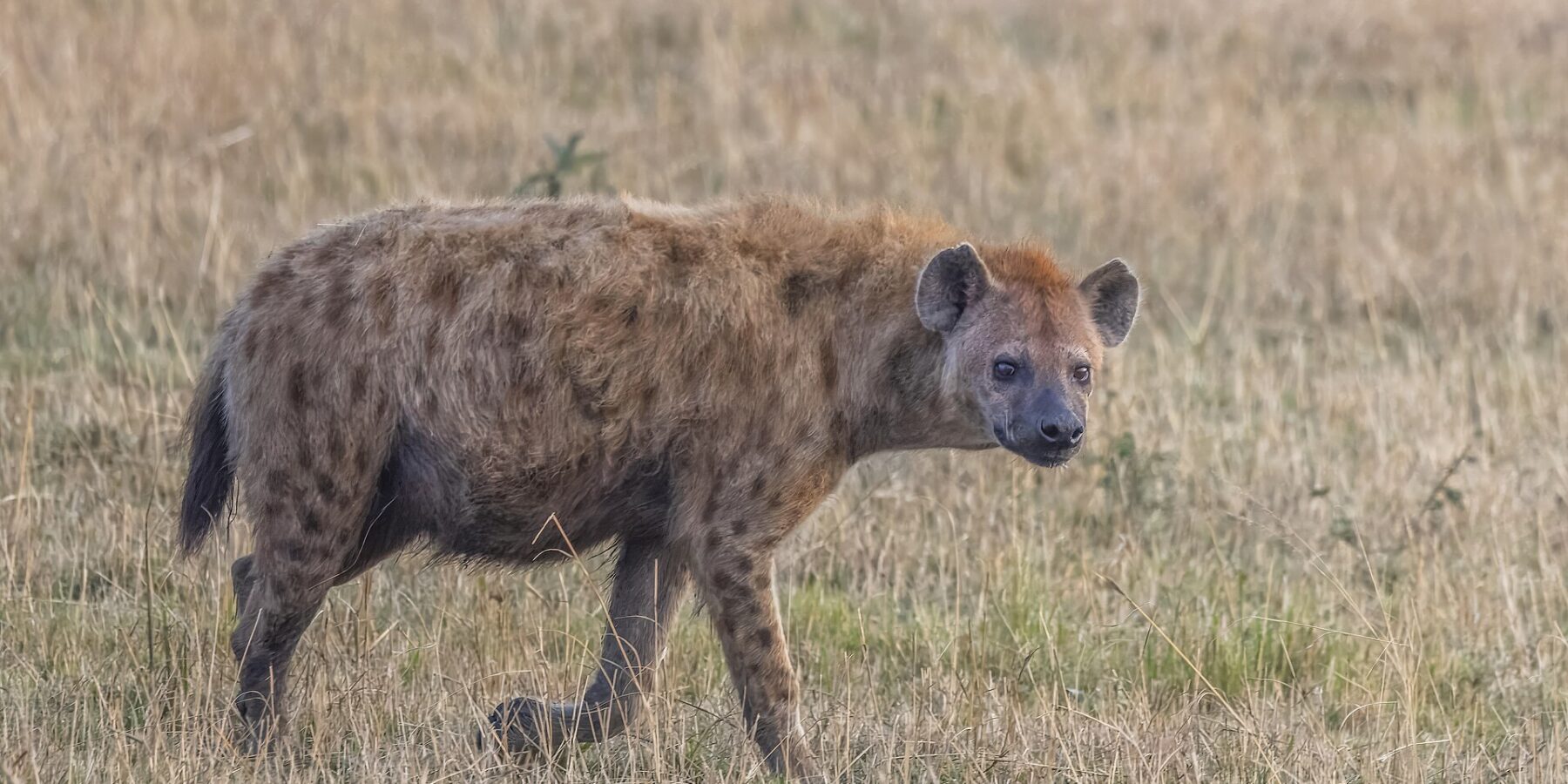 Een gevlekte hyena loopt van opzij door het droge gras en draait haar kop naar de camera, met een aflopende rug en ronde oren