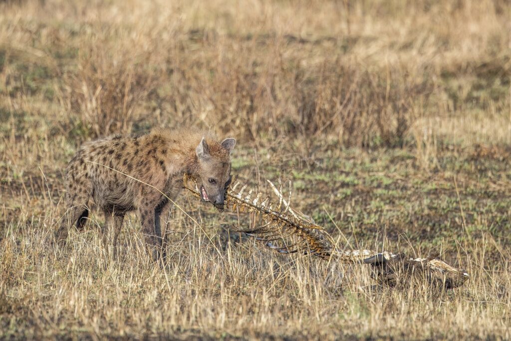 Een gevlekte hyena knaagt aan de wervelkolom van een uitgedroogd karkas in het gele gras