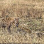Een gevlekte hyena knaagt aan de wervelkolom van een uitgedroogd karkas in het gele gras