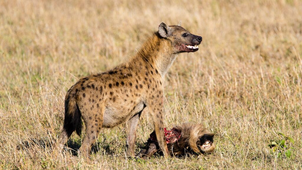 Een gevlekte hyena staat boven de kop van een gnoe, met bloed op de snuit en de bek half open, in het droge gras