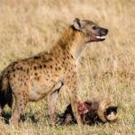 Een gevlekte hyena staat boven de kop van een gnoe, met bloed op de snuit en de bek half open, in het droge gras
