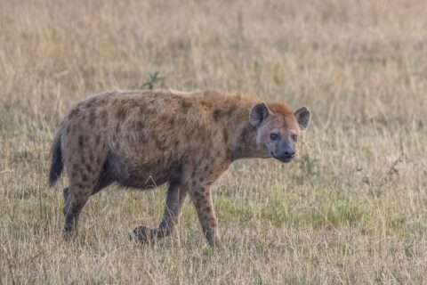 Een gevlekte hyena loopt van opzij door het droge gras en draait haar kop naar de camera, met een aflopende rug en ronde oren