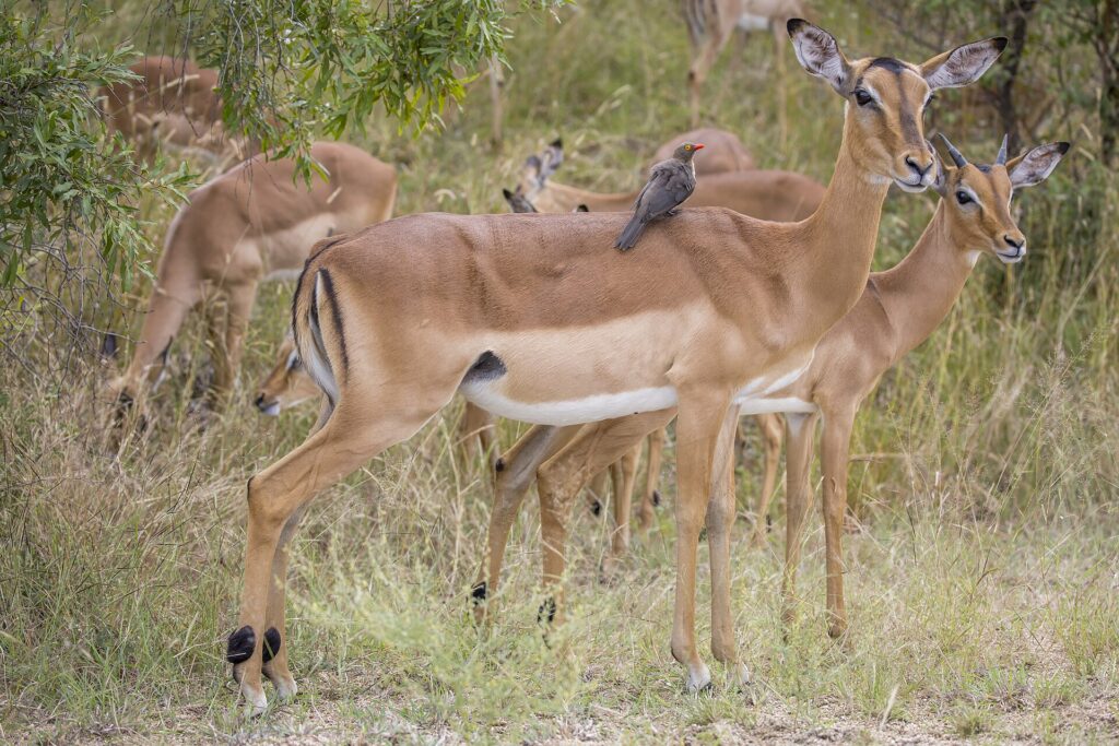 Een impalavrouwtje met een roodsnavelossenpikker op haar rug, een jong mannetje naast haar en de kudde die erachter graast in de groene bush, de zwarte strepen op het achterwerk goed zichtbaar