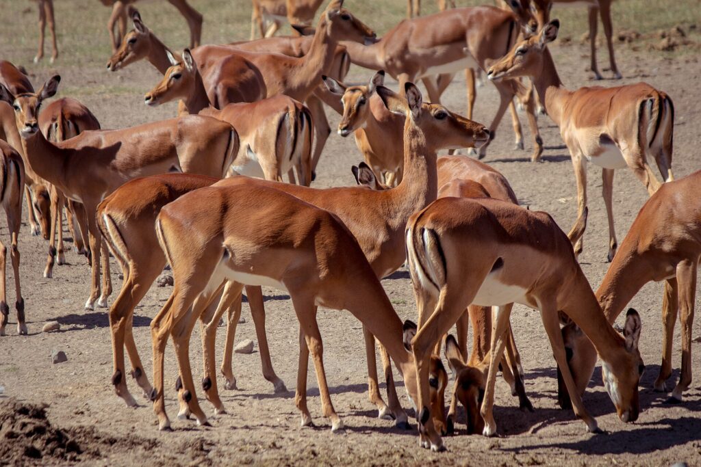 Een dichte groep impalavrouwtjes met een roodbruine en witte vacht, staand of met de kop omlaag op de droge grond