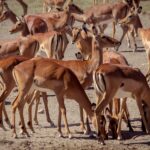 Een dichte groep impalavrouwtjes met een roodbruine en witte vacht, staand of met de kop omlaag op de droge grond