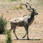 Een mannetje grote koedoe loopt over steenachtige grond, met gedraaide hoorns en dunne witte strepen op de flanken