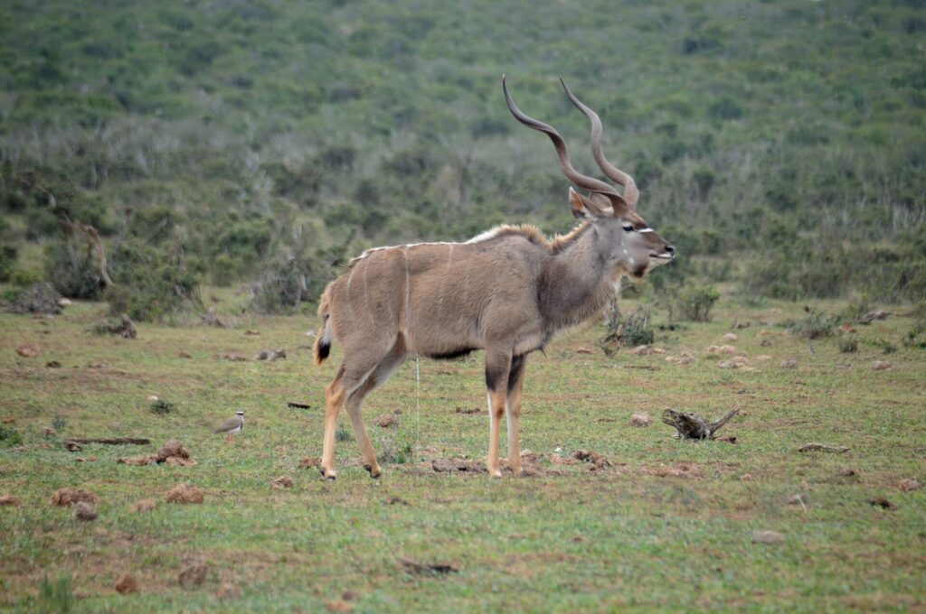 Een mannetje grote koedoe in profiel op kort gras, met lange gedraaide hoorns en dunne witte strepen op de flank, een kroonkievit op de grond en dicht struikgewas erachter