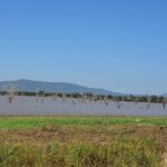 Dode bomen staan rechtop in het bruine water van een meer, met blauwe heuvels aan de horizon en een groene grasoever