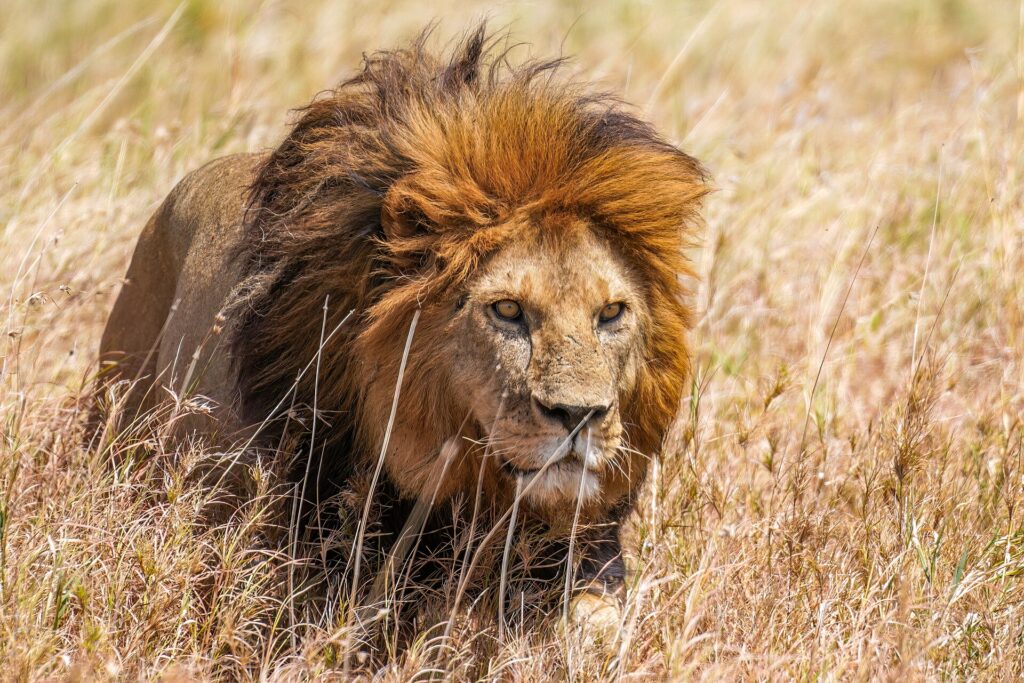 Een leeuw met rossige manen loopt door het hoge droge gras, met de blik naar rechts gericht