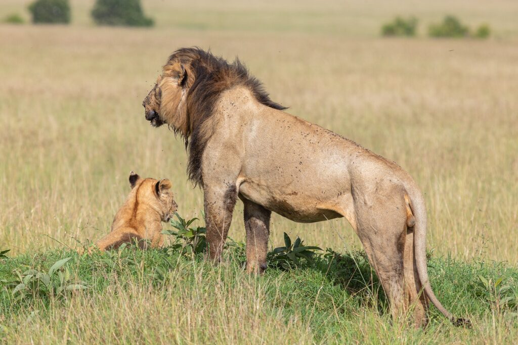 Een mannetjesleeuw met donkere manen staat in profiel, vol vliegen, en kijkt over de vlakte naast een welp die in het gras zit