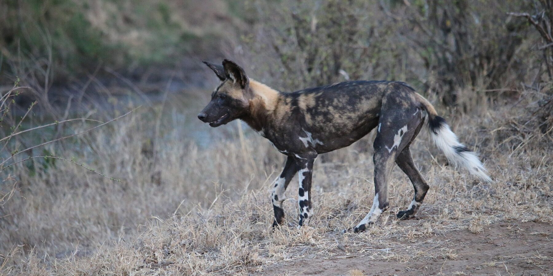 Een Afrikaanse wilde hond loopt van opzij door het droge gras, met een vacht gemarmerd in zwart, geelbruin en crème, grote ronde rechtopstaande oren en een staart met een witte punt
