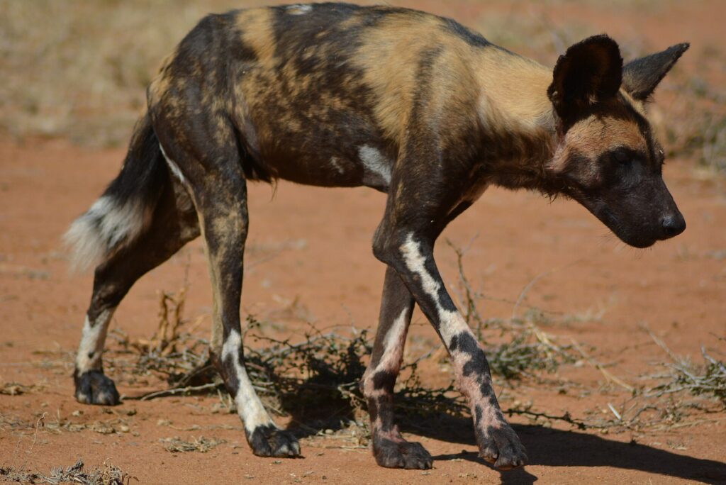 Een magere Afrikaanse wilde hond loopt met gebogen kop over de rode aarde, met een geelbruine en zwarte vacht en wit gevlekte poten