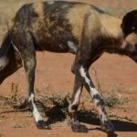 Een magere Afrikaanse wilde hond loopt met gebogen kop over de rode aarde, met een geelbruine en zwarte vacht en wit gevlekte poten