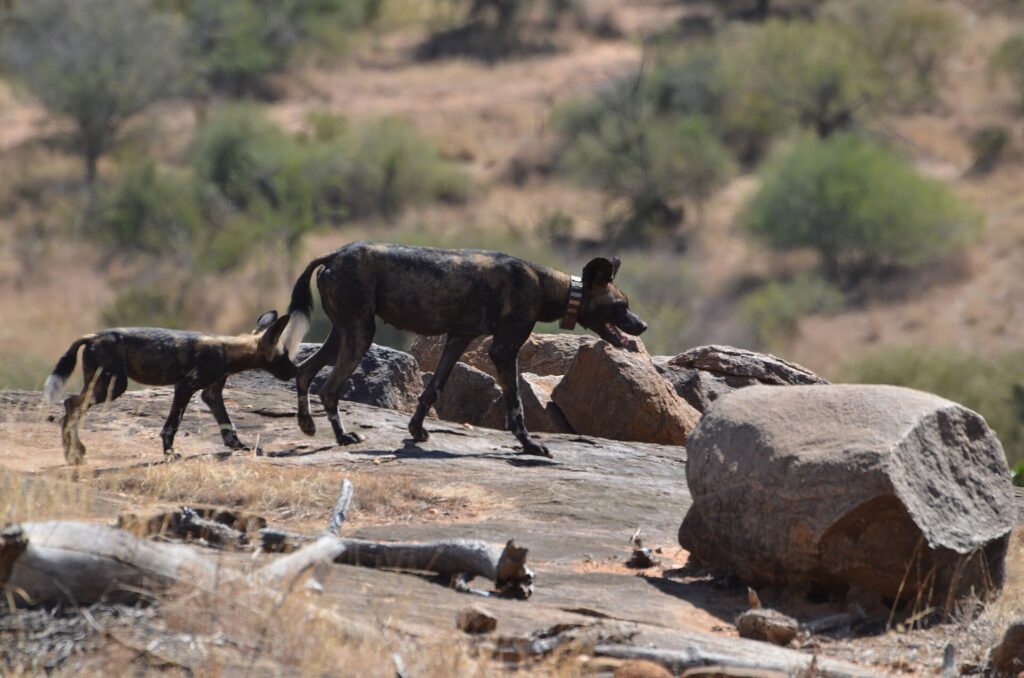 Twee Afrikaanse wilde honden steken een rotsplaat over, de voorste draagt een gps-halsband, met een droge heuvel en struiken erachter