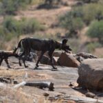 Twee Afrikaanse wilde honden steken een rotsplaat over, de voorste draagt een gps-halsband, met een droge heuvel en struiken erachter