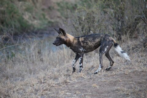 Een Afrikaanse wilde hond loopt van opzij door het droge gras, met een vacht gemarmerd in zwart, geelbruin en crème, grote ronde rechtopstaande oren en een staart met een witte punt