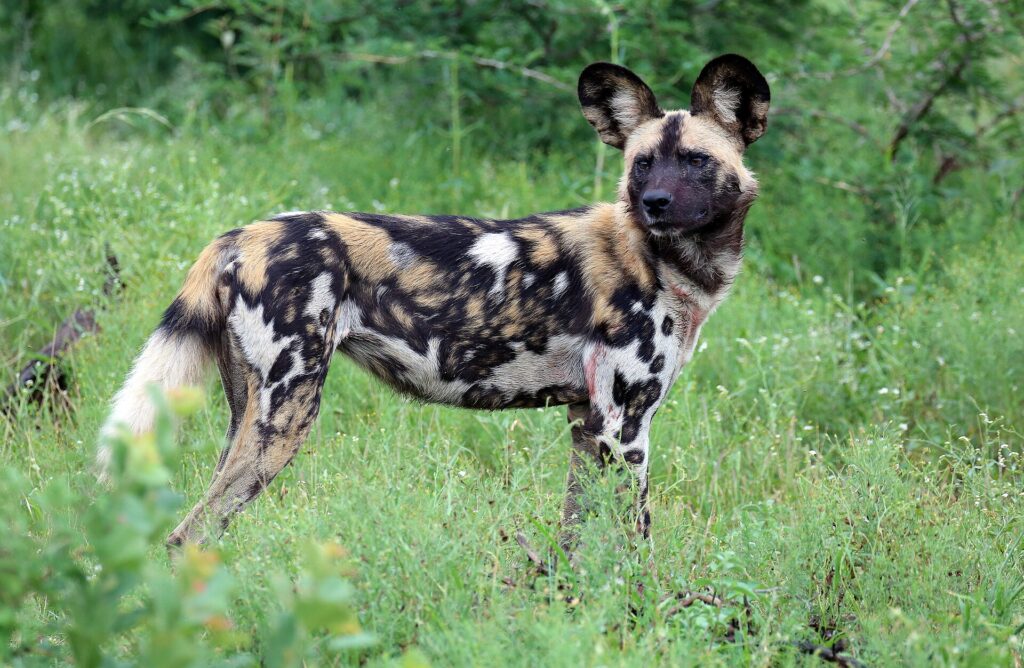 Een wilde hond staat in het hoge gras en kijkt om naar de lens, met grote ronde rechtopstaande oren en een zwart, geelbruin en wit gemarmerde vacht