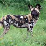 Een wilde hond staat in het hoge gras en kijkt om naar de lens, met grote ronde rechtopstaande oren en een zwart, geelbruin en wit gemarmerde vacht